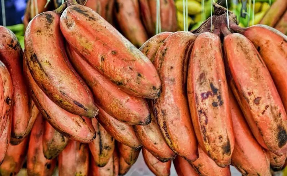 难道只有转基因才能拯救香蕉？